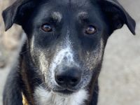 Mareen, geb. 12/2017, lebt in GRIECHENLAND, im städt. Tierheim Serres