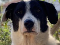 Neville, geb. ca. 03/2019, lebt in GRIECHENLAND, im städt. Tierheim Serres