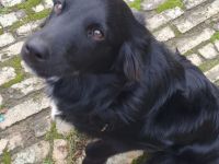 Bordercollie Australien Sheppard Mix