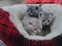 3x Britisch Kurzhaar Kitten grau grau /Tabby Kater