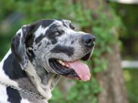 Deutsche Dogge Deckrüde, Harlekin (Gelb-Blauträger). Nicht sabbernd