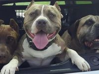 Bulldoggen mix Welpen