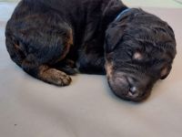 Großpudel Welpen in black and tan und schwarz