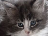 Drei Maine Conn Mädchen mit Stammbaum