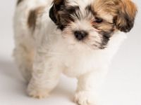 Shih tzu Malteser Welpen