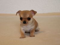 Wunderschöne Chihuahua-Welpen