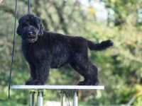 Schwarze Russische Terrier Welpen