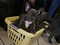 Wundervolle Französische Bulldogge Welpen