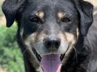 Nabucco, geb. ca. 01/2019, lebt in GRIECHENLAND, im städt. Tierheim Serres