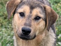 Bruno, geb. ca. 05/2020, lebt in GRIECHENLAND, auf einer privaten Pflegestelle