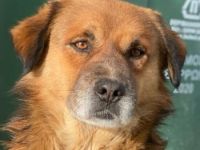 Gandhi, geb. ca. 12/2018, lebt in GRIECHENLAND, im städt. Tierheim Serres