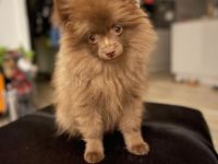 Pomeranian