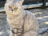 Deckkater Micki sucht Dame