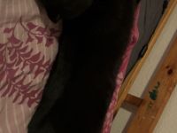 Bkh + Bombay Mix Kater verkaufen