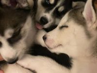 Husky welpen reinrassig