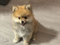 Zwergspitz (Pomeranian)