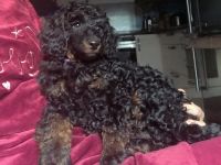 Pudel Zwergpudel Welpen