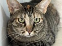Telma