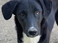 Nikka, geb. ca. 08/2023, lebt in GRIECHENLAND, im städt. Tierheim Serres