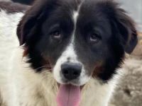 Cora, geb. ca. 07/2022, lebt in GRIECHENLAND, im städt. Tierheim Serres