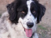 Filana, geb. ca. 11/2022, lebt in GRIECHENLAND, auf einer privaten Pflegestelle