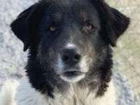 Filona, geb. ca. 12/2020, lebt in GRIECHENLAND, im städt. Tierheim Serres