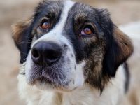 Kala, geb. ca. 10/2022, lebt in GRIECHENLAND, auf einer privaten Pflegestelle