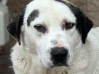 Morla, geb. ca. 01/2020, lebt in GRIECHENLAND, auf einer privaten Pflegestelle