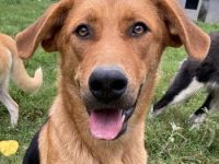 Pixie, geb. ca. 10/2022, lebt in GRIECHENLAND, im städt. Tierheim Serres