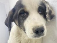 Sunshine, geb. ca. 11/2022, lebt in GRIECHENLAND, im städt. Tierheim Serres