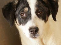 Thundery, geb. ca. 11/2022, lebt in GRIECHENLAND, im städt. Tierheim Serres