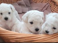 Bichon Frise Welpen Reinrasig