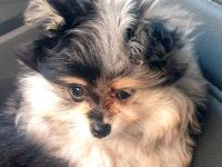 Pomeranian Zwergspitz