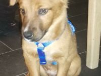 Bordercollie Mischling