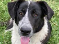 Baneike, geb. ca. 09/2022, lebt in GRIECHENLAND, im städt. Tierheim Serres