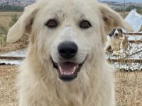 Felicitas, geb. ca. 12/2021, lebt in GRIECHENLAND, auf einem Gelände, auf dem die Hunde notdürftig v