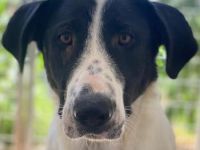 Franka, geb. ca. 06/2019, lebt in GRIECHENLAND, im städt. Tierheim Serres