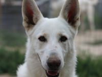 Gobi, geb. ca. 04/2021, lebt in GRIECHENLAND, im städt. Tierheim Serres