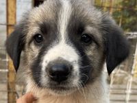 Grace, geb. ca. 08/2022, lebt in GRIECHENLAND, auf einer privaten Pflegestelle