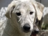 Insa, geb. ca. 12/2021, lebt in GRIECHENLAND, auf einer privaten Pflegestelle