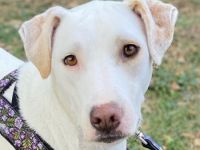 Janna, geb. ca. 10/2019, lebt in GRIECHENLAND, auf einer privaten Pflegestelle