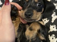 Dackel Weibchen Merle