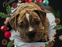 Old englisch Bulldog Welpen bereit zum ausziehen!