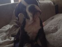 Zuckersüße Bulldoggen Babys (Englisch - old English Bulldog)