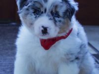 Zauberhafte reinrassige Aussie Welpen