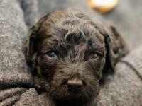 Labradoodelwelpen in schwarz und braun im wirklichen Leben angekommen