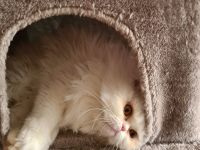 Maui sucht ein neues Zuhause