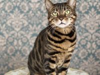 Bengal Katzen, Katze, weiblichen, weiß und schwarz, gemeinsam abzugeben