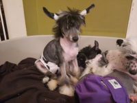 Sophie- Mädchen Powder Puff