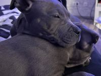 Wunderschöne American Staffordshire Terrier Welpen Blueline (Weibchen und Männchen)